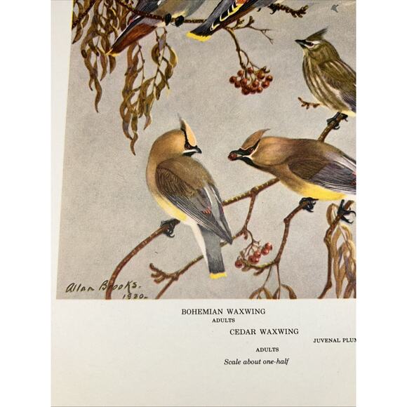 VTG Waxwing Bookplate Allan Brooks Lithograph Bird Portraits In Color - Picture 7 of 8